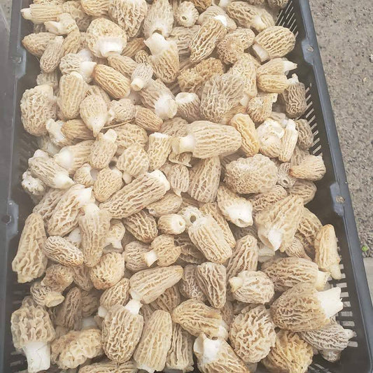 1lb Dried Oregon Blonde Morel Mushrooms.
